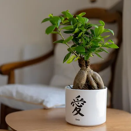 Bed & Breakfast L'oranger